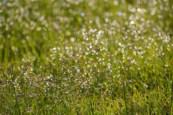 Çimlerin üzerindeki çiy tanesi