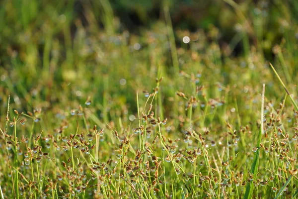 Yakın plan - arka planı bulanık güzel yabani çimlerin manzarası