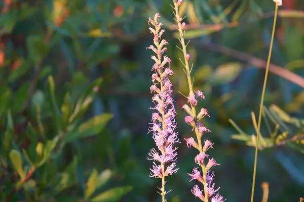 Güzel botanik çekimi, doğal duvar kağıdı, çiçekler.