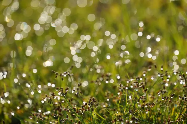 Yağmurdan sonra güzel çimenler 