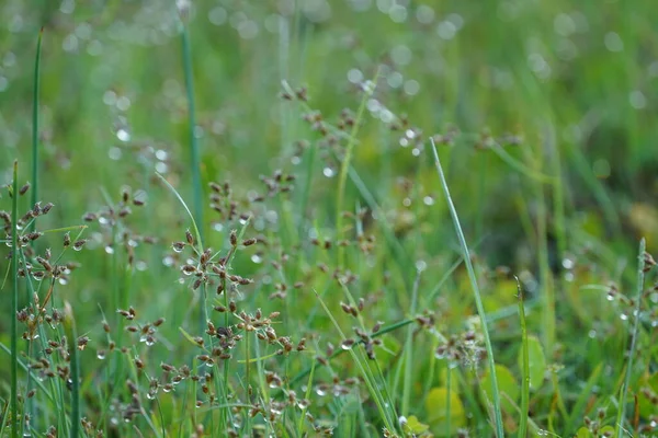 Schönes Gras Nach Regen — Stockfoto
