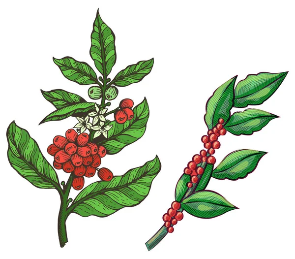Gröna Kaffebönor Javapinne Gren Med Löv Jordbrukselement Skiss Gröda Teckning — Stock vektor