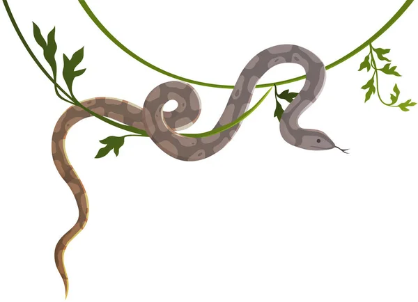 ヘビは白に隔離されたつるの上を這う Lianaベクトル図上のPython 大規模な非毒性熱帯ヘビ 南部地域の爬虫類動物居住者 木の上にエキゾチックな危険蛇 — ストックベクタ