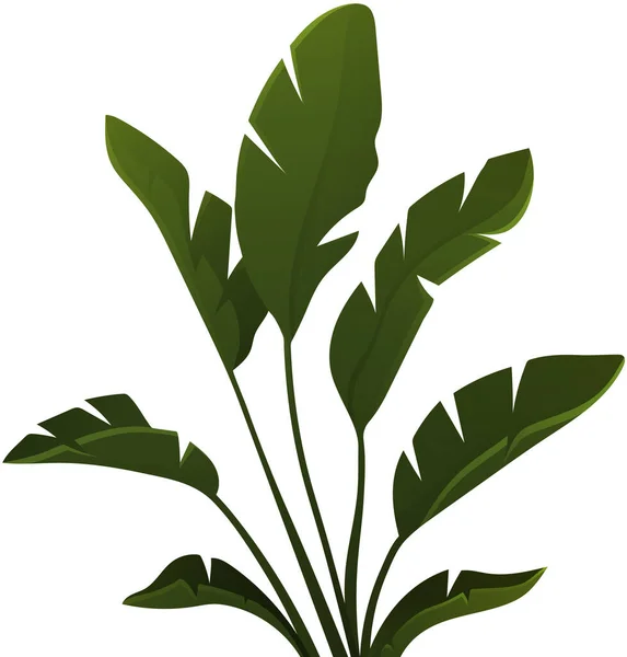 绿色热带棕榈香蕉叶 乔木矢量丛生植物元素在白色背景上分离 生态分枝树 有机天然林 花园生态叶 热带植物 — 图库矢量图片
