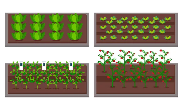 Stadsodling Trädgårdsskötsel Eller Jordbruk Groddar Planterar Till Träpaketsängen Odling Grönsaker — Stock vektor