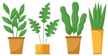 Beyaz tencereli ot seti. Seramik kapta uzun yapraklı dekoratif yeşil bitki saksısı. Yurt içi yeşillik kavramı. Ev içi tesis simgesi