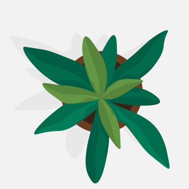 Saksı. Vektör çizimi. Bitki, belirlenen saksıda gelişerek, odaya hayat getirir. Botanik bahçesi, dünyanın dört bir yanından çeşitli bitki türleri sergiler. Çiçek açan çiçekler.