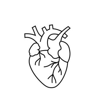 Anatomik bir kalbin minimalist siyah beyaz çizgisi. Tıbbi, sağlık hizmetleri veya biyolojiyle ilgili konular ve çizimler için ideal.