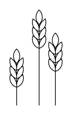 Üç siyah ve beyaz buğday sapı minimalist bir dizaynda dimdik ayakta duruyor, üç detaylı buğday başağı sergiliyorlar. Tarım, tarım, minimalist sanat, doğa temaları ve organik ürün için ideal