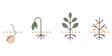 Tohum filizlenmesi, erken filizlenme, sağlıklı yeşillik ve meyve taşıyan bitkilerin doğrusal dizilimi. Büyüme, tarım, eğitim, sürdürülebilirlik yaşam döngüsü ekoloji biyolojisi için idealdir. Düz renk