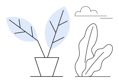 Büyük desenli yapraklı saksı bitkisi, soyut çalılık ve ince çizgili bulut çizimi. Doğa, minimalizm, eko-tasarım, rahatlama, yeşil çevre sürdürülebilirlik temaları için idealdir. Düz