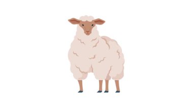 Kalın, tüylü yün bir paltoyla ayakta duran bir koyunun tasviri. Koyun şirin, çizgi film tarzında gösteriliyor, beyaz bir arkaplanda izole edilmiş, çiftlik teması ve tasarımları için ideal..