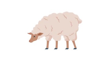 Video, 4k, otlayan bir koyunun, kalın yün ceketli, yemek için eğildiğini gösteren bir mp4 çizimi. Basit, stilize tasarım beyaz bir zemin üzerinde izole edilir, bu da onu tarım ya da tarım için ideal kılar.