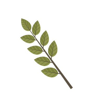 Yeşil yapraklı basit bir dal, doğa eğitimi botanik çalışmaları için idealdir. Çevre dostu tema dekorasyonu ve bitkisellik. Temiz görünümlü dijital sanat tarzı