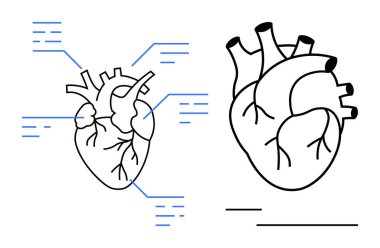 İnsan kalp diyagramı, anatomik etiketler ve vasküler sistem, ana hatlarıyla. Sağlık, eğitim, anatomi, kardiyoloji, tıp eğitimi, biyoloji, düz metafor için ideal