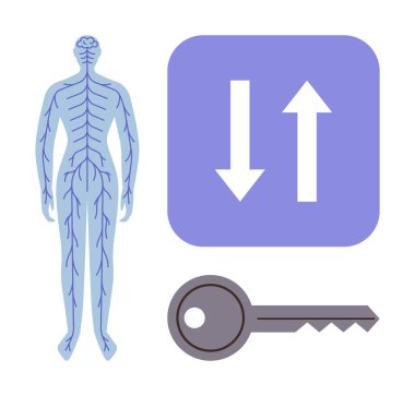 Anatomik insan sinir sistemi, iletişim için yukarı aşağı oklar ve güvenlik için anahtar. Sağlık, anatomi, teknoloji, iletişim, eğitim veri aktarımı nörobilim için idealdir. Basit.