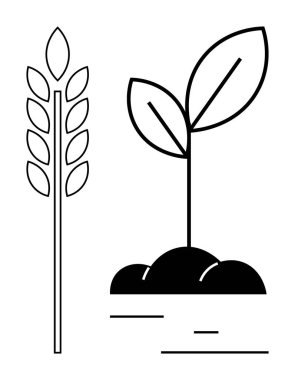 Buğday filizi ve toprak tomurcuklanmış genç bitki. Tarım, tarım, büyüme, sürdürülebilirlik, gıda endüstrisi, doğal ürünler, basit iniş sayfası için ideal