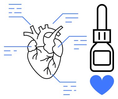 Etiketli noktaları olan anatomik kalp diyagramı, ilaç konsepti için bir damla şişesi ve kalp şekli. Sağlık, kardiyoloji, anatomi, bilim, eğitim ve tıp için ideal bir iniş sayfası
