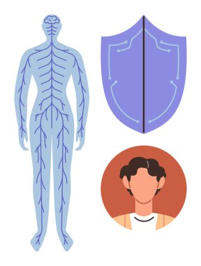 Koruyucu bir kalkan ve bir kişinin portresinin yanında insan sinir sistemi diyagramı. Sağlık, anatomi, biyoloji, tıp eğitimi, bağışıklık sistemi, kişisel bakım ve sağlık için ideal. Basit düz metafor