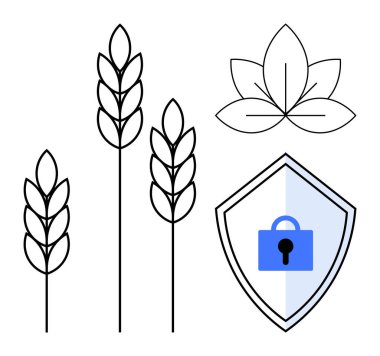 Buğday sapları, yaprak ve basit çizgi sanatında kilit simgesi olan bir kalkan. Tarım, siber güvenlik, veri koruması, çevre koruma, gıda güvenliği, biyogüvence dijital mahremiyet için ideal