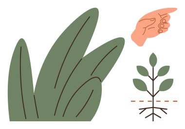 Kökleri ve yaprakları olan yeşil bir bitki, büyük yapraklar ve işaret eden bir el. Büyüme, çevre, yetiştirme, bahçıvanlık, sürdürülebilirlik eğitimi için idealdir. Basit düz metafor