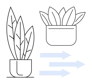 Two potted plants with varying leaf arrangements and three arrows indicating transformation and evolution. Ideal for growth, change, improvement, development, progress, sustainability