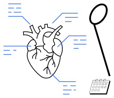 Etiketli, muayene çubuklu ve takvimli anatomik kalp çizimi. Sağlık, eğitim, anatomi, bilim, biyoloji kardiyolojisi için ideal. Basit bir düz metafor.