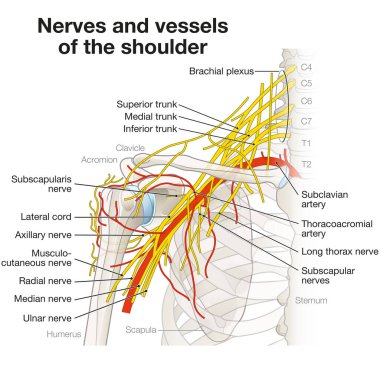 The shoulder region houses a complex network of nerves and vessels, including the brachial plexus, arteries, and veins, essential for limb innervation and blood supply, facilitating movement and function. clipart