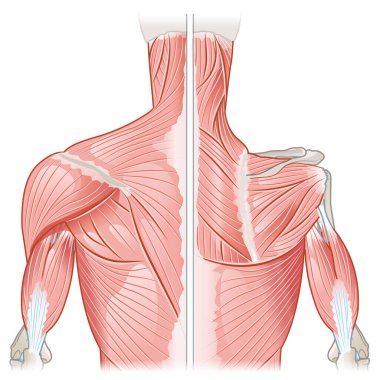 Omuz kasları, Posterior View, Yüzeysel ve Derin Bakış, Tıbbi İllüzyon. Etiket