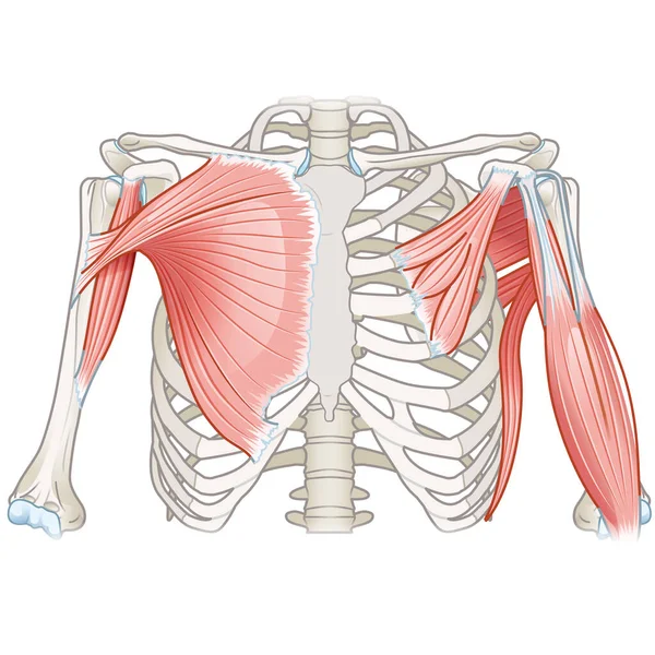 Shoulder Muscles Anterior View Superficial Deep View Medically Illustration — Stock Photo, Image