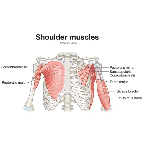 Shoulder Muscles Anterior View Superficial Deep View Medically Illustration — Stock Photo, Image