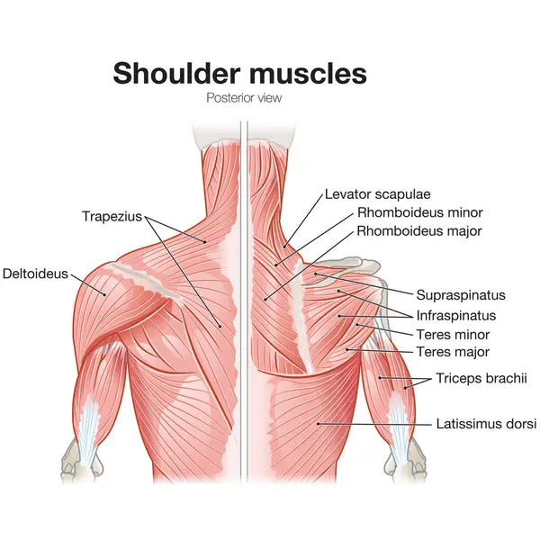Shoulder Muscles Posterior View Superficial Deep View Medically Illustration Labeled — Stock Photo, Image