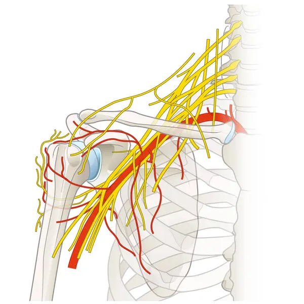 Плечовій Області Розташована Складна Мережа Нервів Судин Включаючи Плечову Сплетіння Стокове Зображення