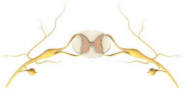 Omuriliğin sinirleri ve omurgası olan bir bölümünün modeli. 3B illüstrasyon. 