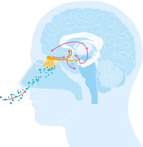 stock image The sense of smell detects airborne molecules via olfactory receptors in the nasal cavity, sending signals to the brain for perception