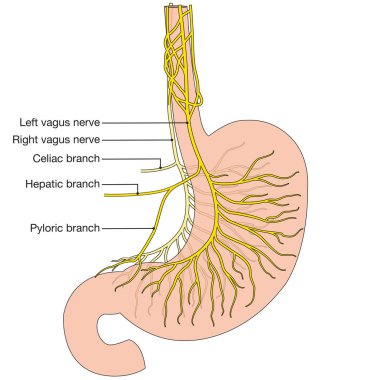 The vagus nerve, part of the parasympathetic nervous system, regulates vital functions, influencing heart rate, digestion, and other autonomic processes, illustraion clipart