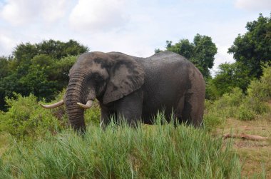 Kruger Ulusal Parkı 'ndaki Afrika Fili, Mpumalanga, Güney Afrika