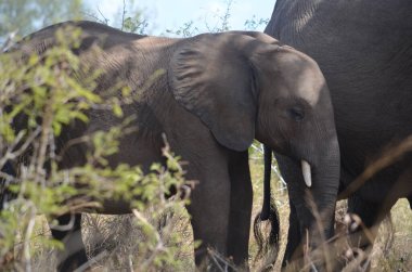 Afrika fili ve yavrusu Kruger Ulusal Parkı, Mpumalanga, Güney Afrika