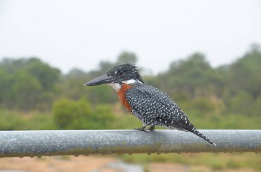 Giant Kingfisher in Kruger National Park, Mpumalanga, South Africa clipart