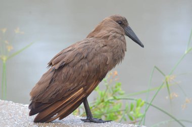 Kruger Ulusal Parkı 'nda Hamerkop, Mpumalanga, Güney Afrika