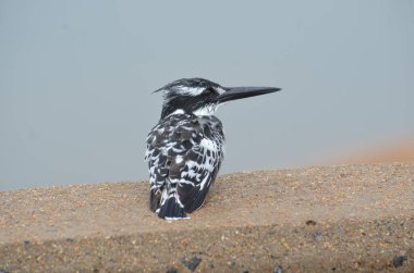 Pied Kingfisher in Kruger National Park, Mpumalanga, South Africa clipart