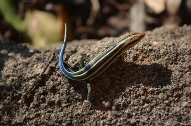 Kruger Ulusal Parkı 'nda Gökkuşağı Skink, Mpumalanga, Güney Afrika