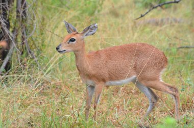Steenbok in Kruger National Park, Mpumalanga, South Africa clipart