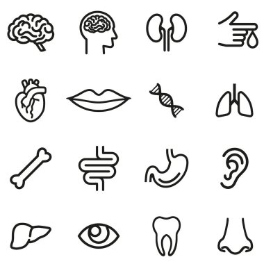 İnsan anatomisi tıbbi ağ ikonları seti. İnsan Anatomisi Simgelerinin Koleksiyonu