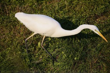 Beyaz balıkçıl Mincio Nehri Bölgesel Parkı 'nda