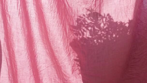 窓のピンクのリネンカーテンの後ろに植物鍋の影部屋のオーバーレイ背景に朝の太陽の光 ホームナチュラルフラワーの葉枝シルエットが風に揺れるアパートメントインテリアデザイン4K — ストック動画
