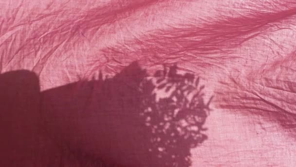 Φυτέψτε Σκιά Κατσαρόλα Πίσω Από Ροζ Λινό Κουρτίνες Στο Παράθυρο — Αρχείο Βίντεο