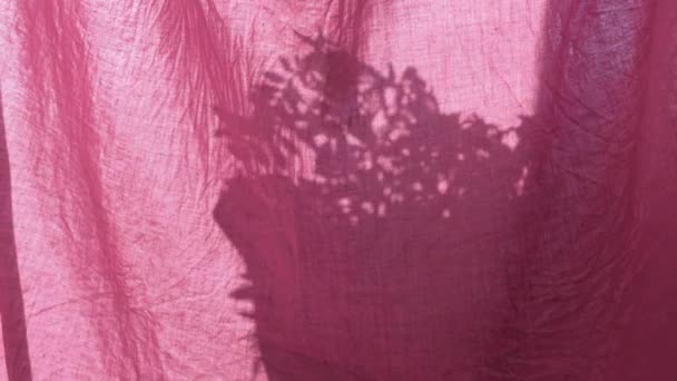 窓のピンクのリネンカーテンの後ろに植物鍋の影部屋のオーバーレイ背景に朝の太陽の光 ホームナチュラルフラワーの葉枝シルエットが風に揺れるアパートメントインテリアデザイン4K — ストック動画
