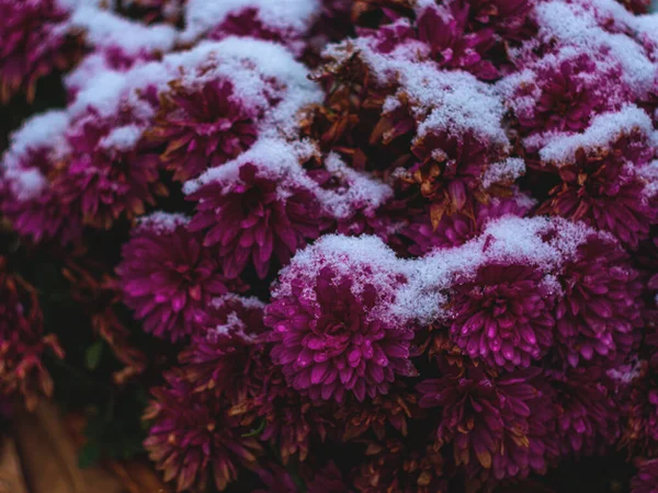 Blooming purple chrysanthemum flowers covered with fresh white snow. Frozen flowers with frost in the garden. Vibrant wintry wallpaper. Happy Holidays greeting card, frosty blooming flowerbed outdoor.