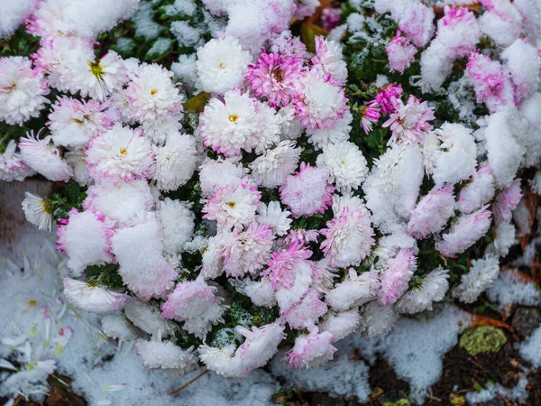 Blooming white purple chrysanthemum flowers covered with fresh snow. Frozen flowers with frost in the garden. Vibrant wintry wallpaper. Happy Holidays greeting card, frosty blooming flowerbed outdoor.